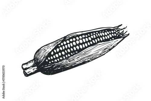Hand Drawn Corn Cob Image on Transparent Background. Vector hand drawn illustration
