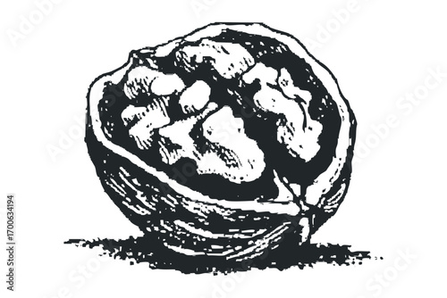 Hand drawn walnut half with kernels visible on transparent. Vector hand drawn illustration