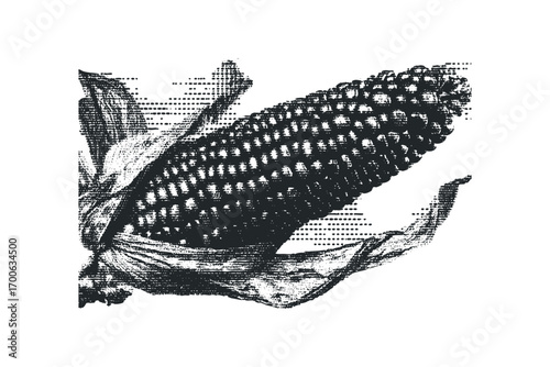 Black and white sketch of a single ear of corn with husks. Vector hand drawn illustration