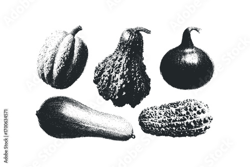 Group of Assorted Gourds and Squashes in Halftone Style. Vector hand drawn illustration