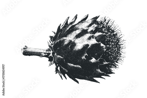 Monochromatic artishoke head with stem. Vector hand drawn illustration