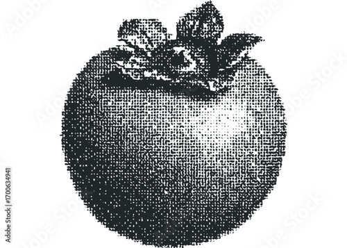 Grayscale textured persimmon fruit on transparent. Vector hand drawn illustration
