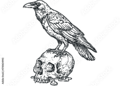 Black crow perched on a skull, detailed sketch on transparent background. Vector hand drawn illustration