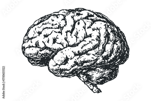 Detailed Pen and Ink Drawing of a Human Brain on White. Vector hand drawn illustration