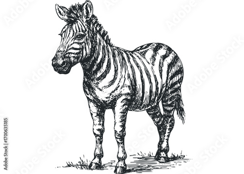 Sketch of a zebra with black and white stripes on a transparent background. Vector hand drawn illustration