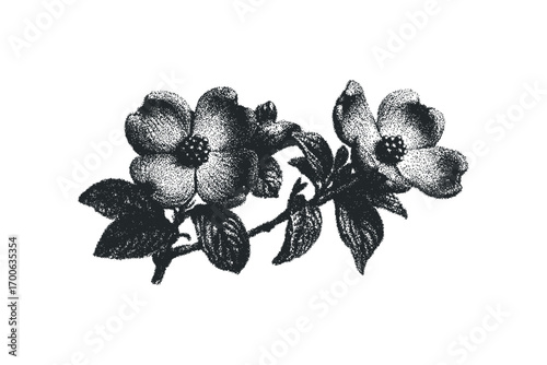 Black and white dogwood branch with leaves on transparent background. Vector hand drawn illustration