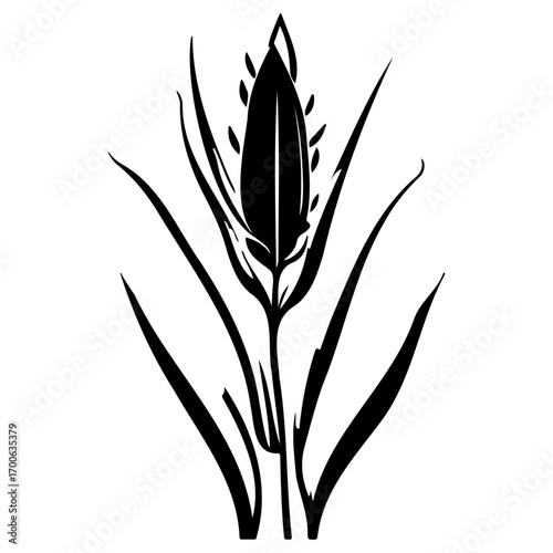 aloe flower illustration sketch