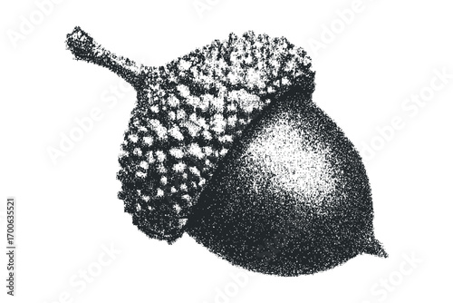 Textured acorn on a transparent background. Vector hand drawn illustration