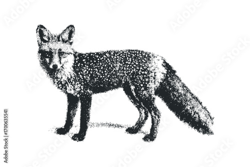 A detailed black and white drawing of a fox on a transparent background. Vector hand drawn illustration