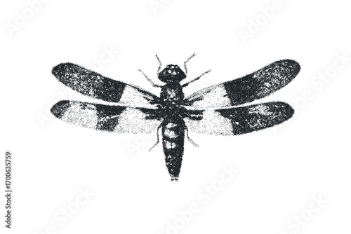 Halftone Insect on Transparent Background. Vector hand drawn illustration