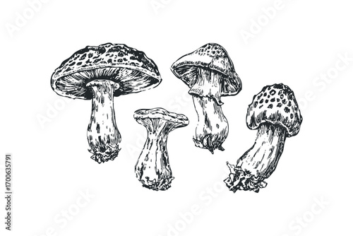 Pen and ink drawing of various fungi species on transparent background. Vector hand drawn illustration