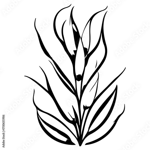 aloe flower illustration sketch