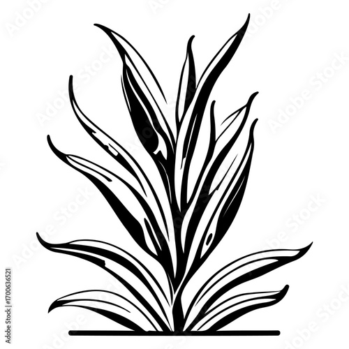 aloe flower illustration sketch