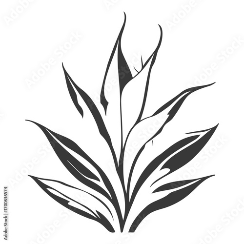 aloe flower illustration grey