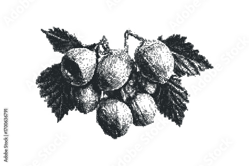 Group of ripe olives on a branch with leaves. Vector hand drawn illustration