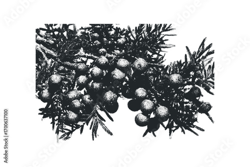 Botanical branch with berries and needles isolated on white. Vector hand drawn illustration