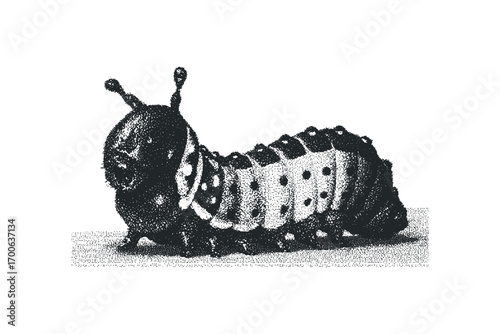 Detailed Monochrome Stipple Engraving of a Fat Caterpillar on White. Vector hand drawn illustration