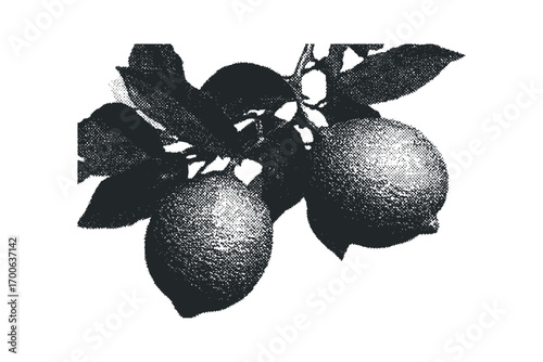 Citrus fruit branch with leaves on transparent. Vector hand drawn illustration