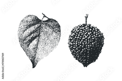 Textured leaf and spiky fruit graphic on transparent background. Vector hand drawn illustration