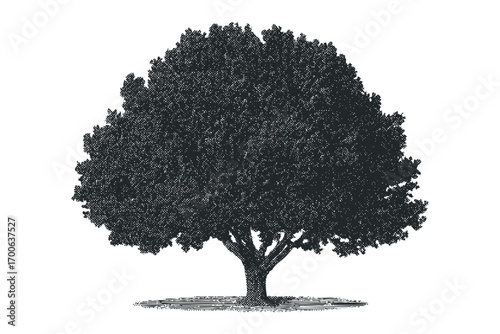 Silhouetted deciduous tree with textured foliage on transparent background. Vector hand drawn illustration
