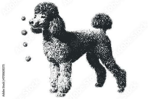 Black poodle with textured fur on transparent background. Vector hand drawn illustration