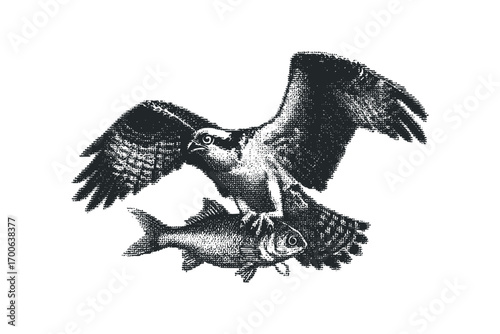 Osprey bird carrying a fish on white. Vector hand drawn illustration