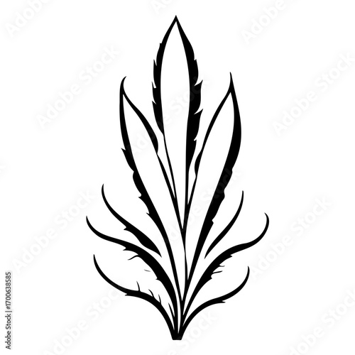 aloe flower illustration sketch