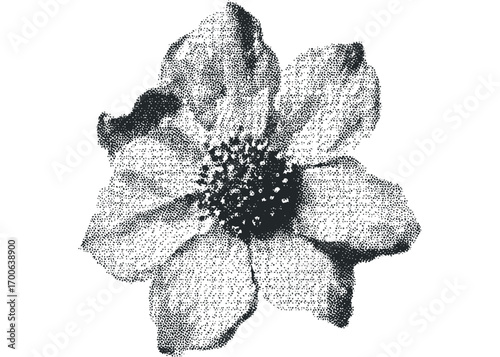 Stippled black and white flower with detailed petals on transparent. Vector hand drawn illustration