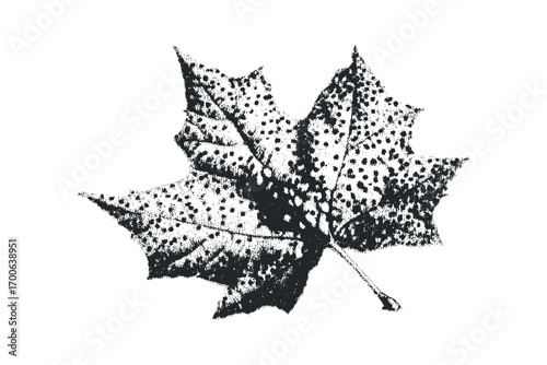 Stippled sycamore leaf shape on transparent background. Vector hand drawn illustration