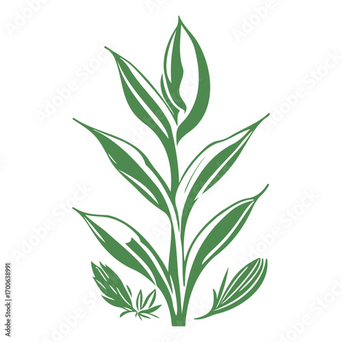 aloe flower illustration green