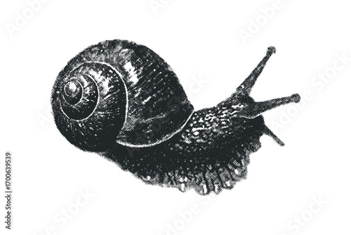 Halftone snail illustration. Vector hand drawn illustration