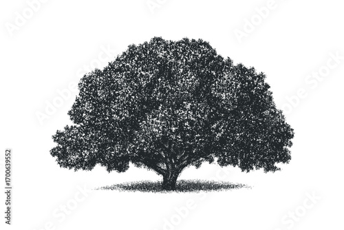Textured silhouette of a mature tree with dense foliage. Vector hand drawn illustration