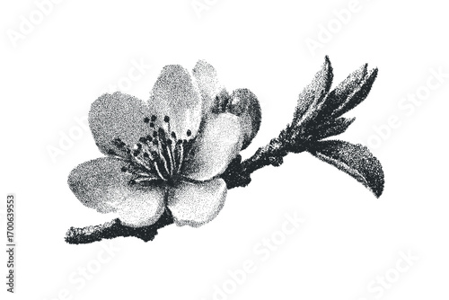 Black and white stippled blooming plum blossom on branch. Vector hand drawn illustration