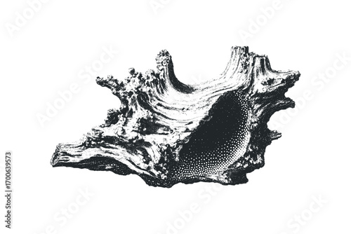 Distressed Textured Conch Shell Fragment. Vector hand drawn illustration