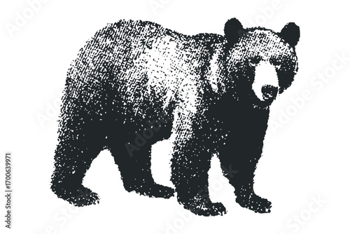 Black bear standing on all fours image isolated on white. Vector hand drawn illustration
