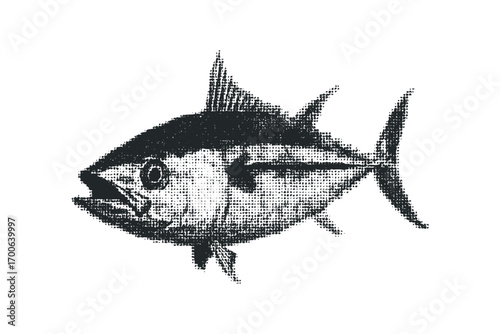 Monochromatic tuna fish sketch on transparent background. Vector hand drawn illustration