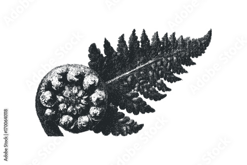Distressed black fern frond unfurling with curled fiddlehead on transparent background. Vector hand drawn illustration