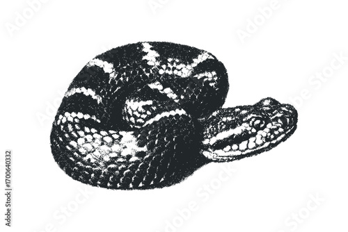 Rattlesnake coiled reptile creature on transparent. Vector hand drawn illustration