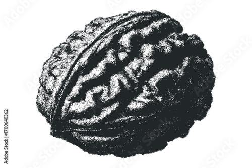 Textured black and white representation of a walnut on a transparent background. Vector hand drawn illustration