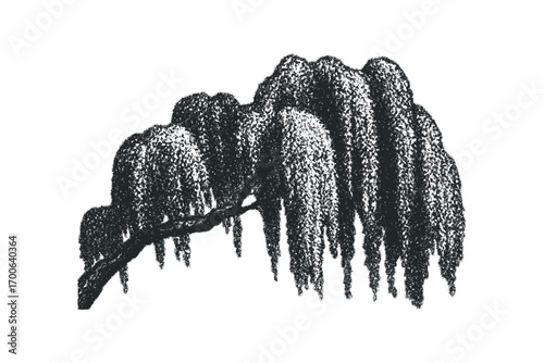Weeping willow branch, stippled texture, monochrome graphic. Vector hand drawn illustration