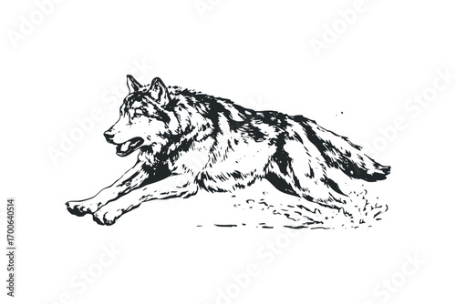 Pouncing Wolf in Dynamic Pose, Ink Style, Transparent. Vector hand drawn illustration