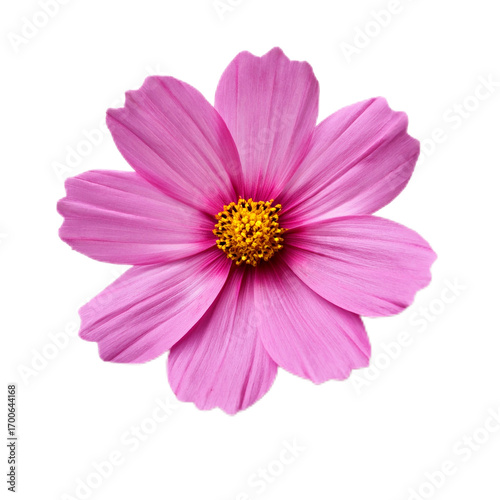 Pink flower with vibrant petals and yellow stamens, isolated on white