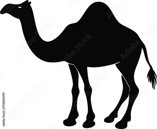 Camel Silhouette