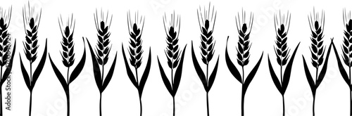 "Silhouette of Wheat Ears in a Row"