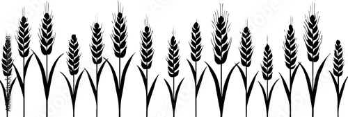 "Silhouette of Wheat Ears in a Row"