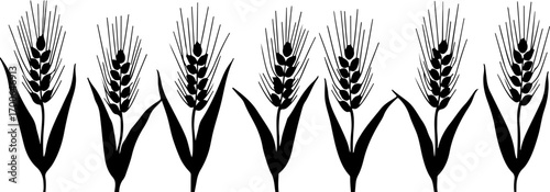 "Silhouette of Wheat Ears in a Row"
