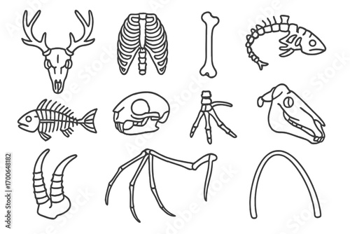Animal Skeleton Icons. Line style icons of animal bones: deer skull, bird ribcage, feline femur, canine pelvis; fish skeleton,