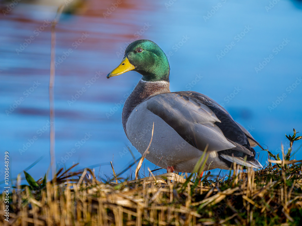 Fototapeta premium 地面を歩くマガモ