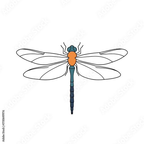 Dragonfly Illustration Simplified View on White