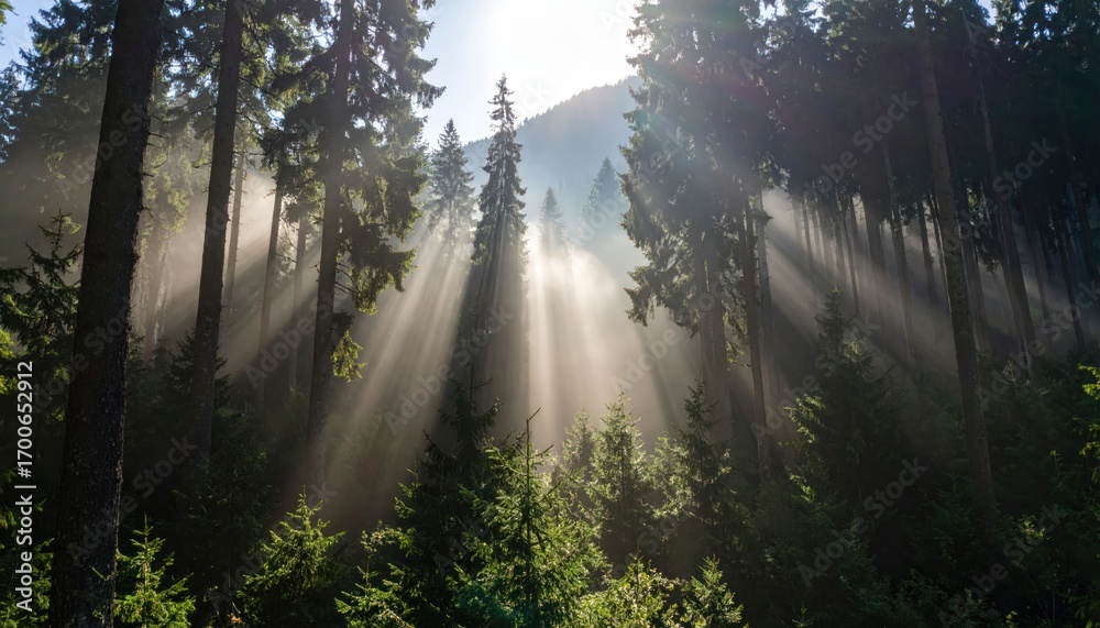 Obraz premium Sunbeams Through Forest Trees with Nature Landscape, and Scenic Light.